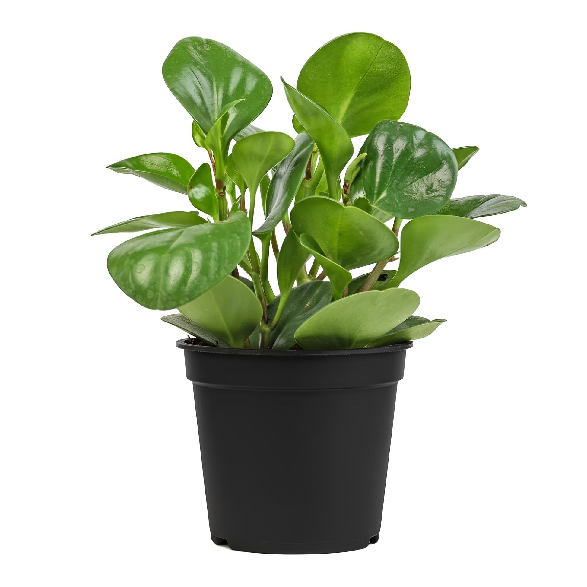 Peperomia | Low Maintenance Indoor Plant for Home & Office