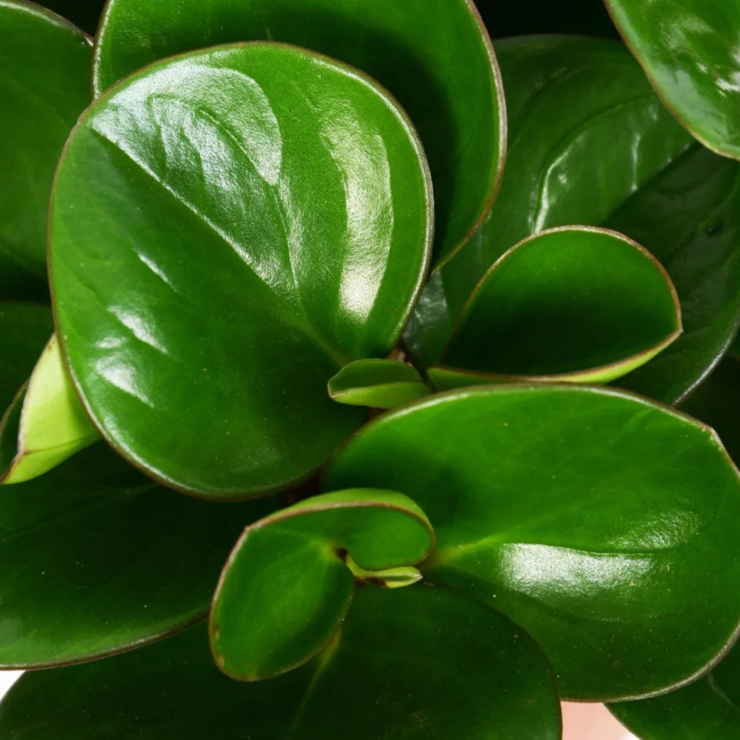 Peperomia Growing in a Pot on a Desk | Low Maintenance, Compact Indoor Plant

