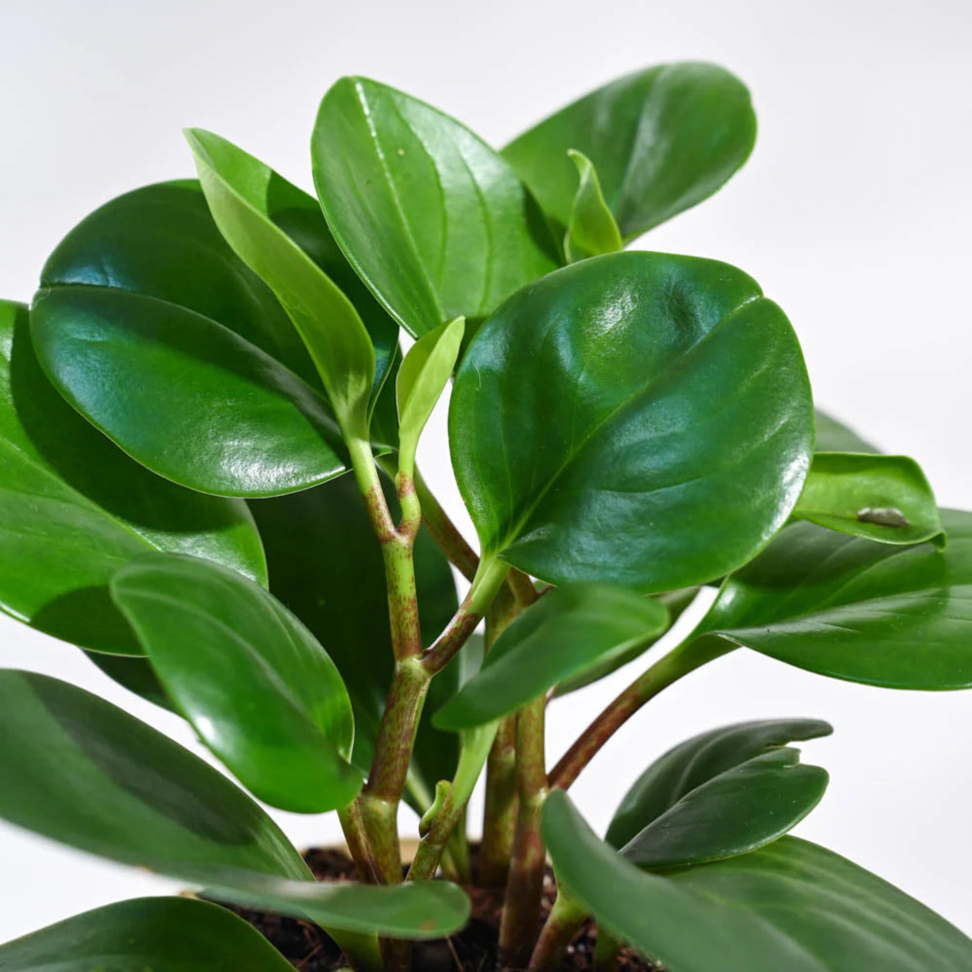 Peperomia – Peperomia spp. | Home Decor Indoor Plant | Beautiful Foliage

