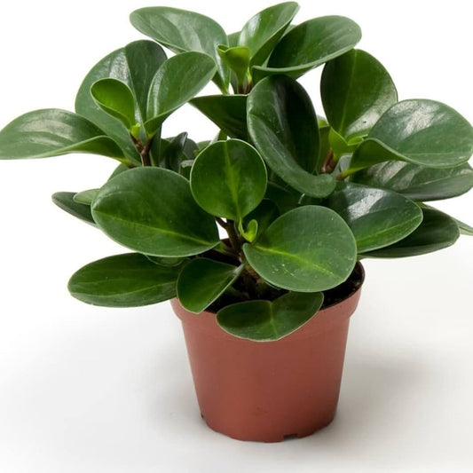 Peperomia – Peperomia spp. | Indoor Plants | Compact, Decorative Leaves in Pot

