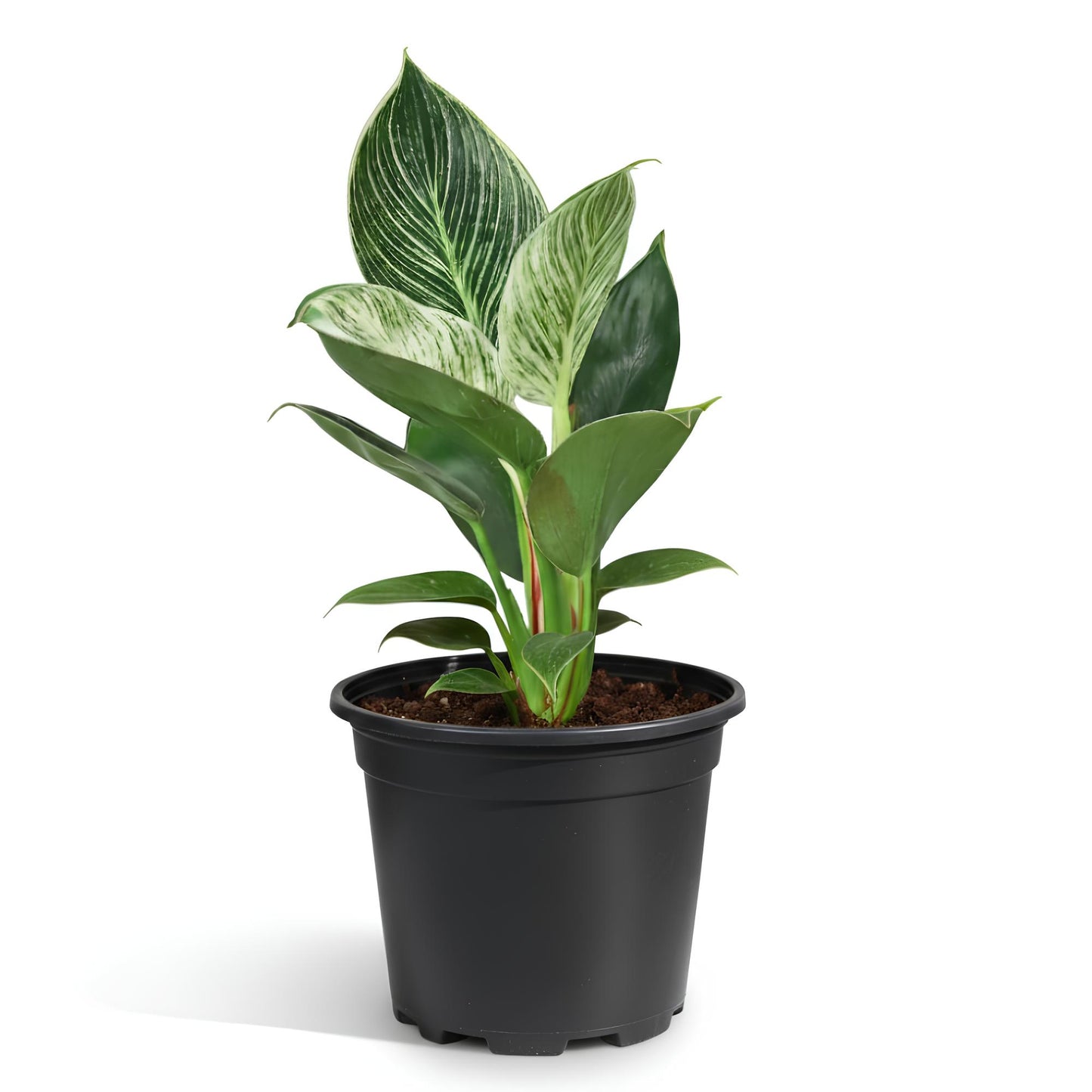 Philodendron Birkin | Low Maintenance Indoor Plant with Variegated Leaves