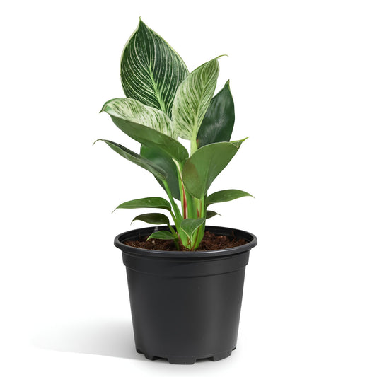 Philodendron Birkin | Low Maintenance Indoor Plant with Variegated Leaves