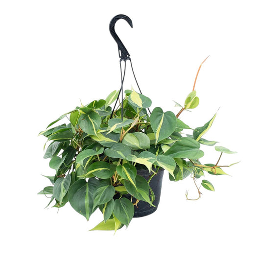 Philodendron Oxycardium Brasil | Stunning Hanging Plant with Variegated Green and Yellow Leaves