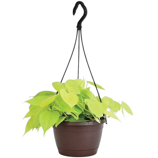 Philodendron Oxycardium Gold in Hanging Pot | Vibrant Golden Heart Indoor Plant