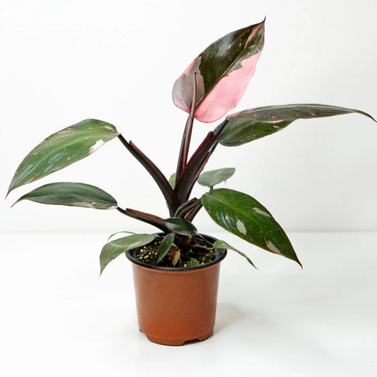 Philodendron Pink Princess – Philodendron erubescens | Indoor Plants | Variegated Houseplant in Pot
