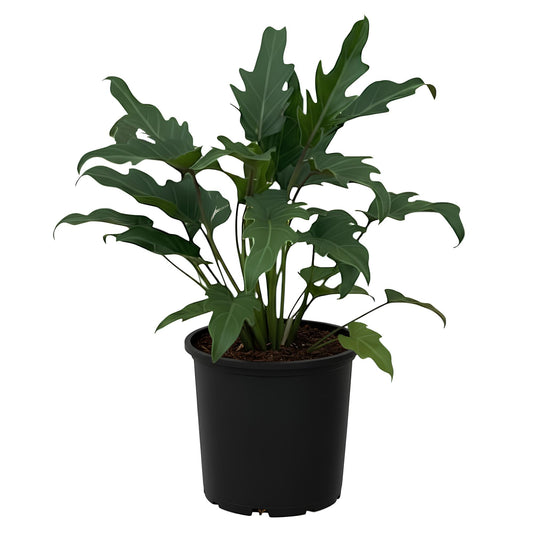 Philodendron Xanadu | Compact Indoor Plant for Desktops and Shelves