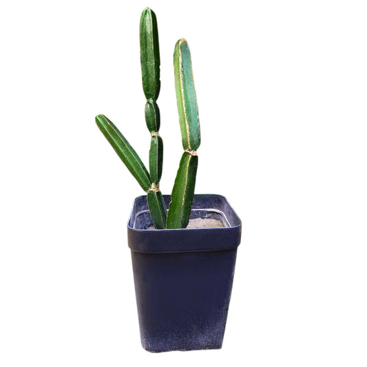 Pirandai Plant | Medicinal Herb Known for Bone Health and Joint Pain Relief
