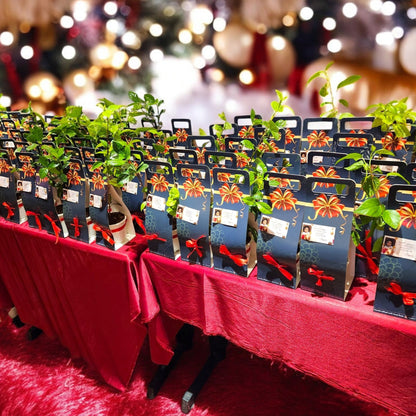 Premium Gift Package | Indoor Plants Gift Box | Beautifully Packaged for Gifting
