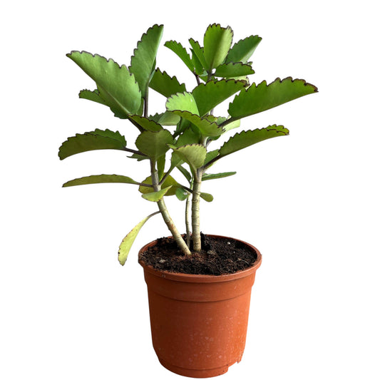 Ranakalli Plant | Vibrant Flowering Plant with Purple and Pink Flowers