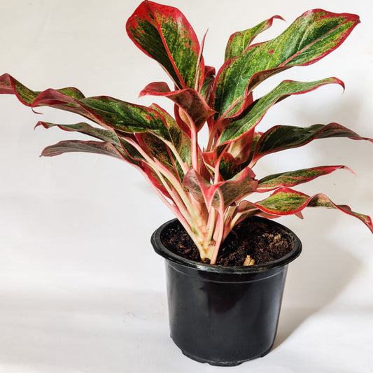 Red Aglaonema – Aglaonema hybrid | Indoor Plants | Air Purifying Houseplant in Pot