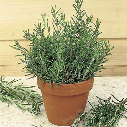 Rosemary Plant – Rosmarinus officinalis | Herbal Plants | Fresh Culinary Herb in Pot