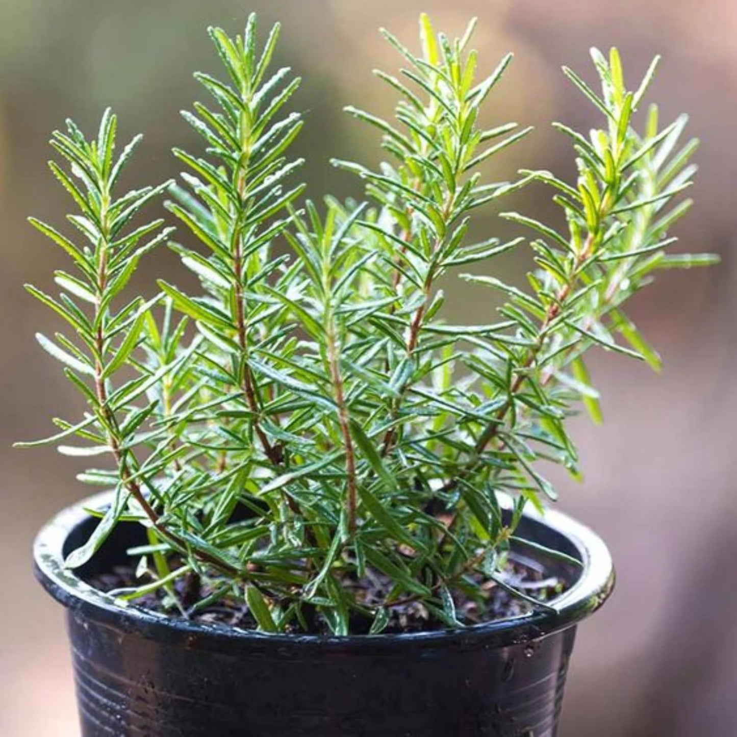 Rosemary – Rosmarinus officinalis | Home Garden Herb | Aromatic Fresh Culinary Herb
