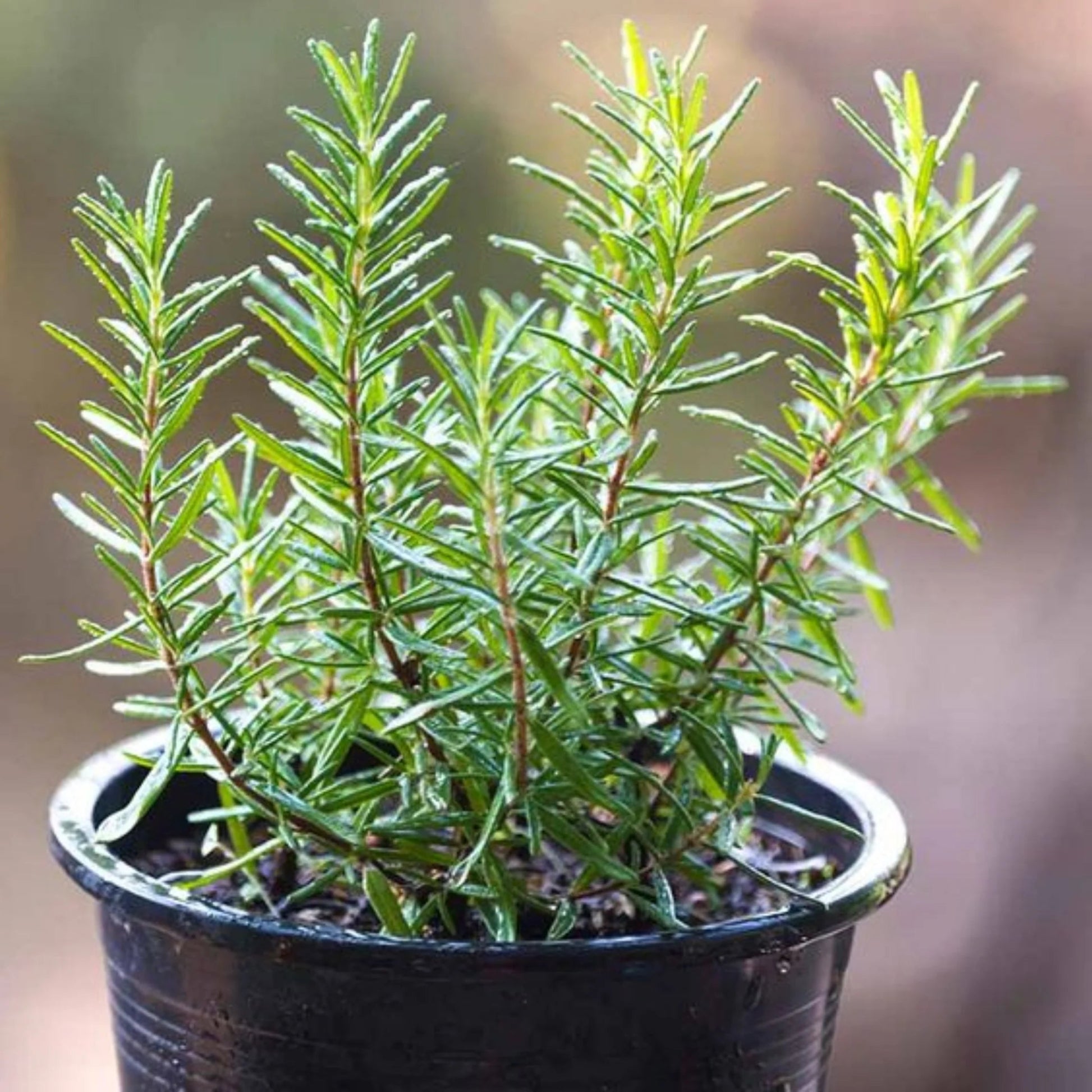 Rosemary – Rosmarinus officinalis | Home Garden Herb | Aromatic Fresh Culinary Herb