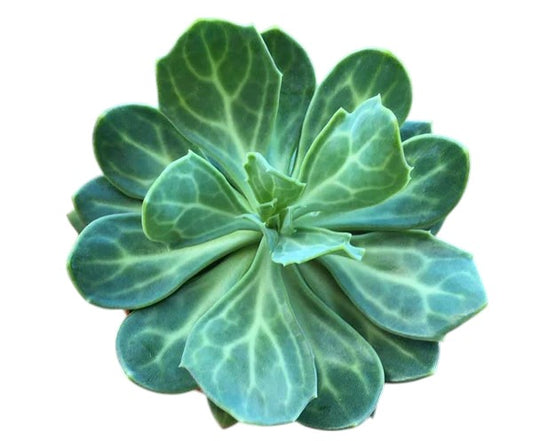 Senecio Obvatus | Beautiful Trailing Succulent