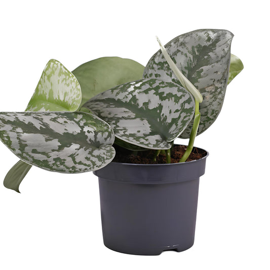 Silver Pothos (Scindapsus pictus ‘Silver Pothos’) | Low Maintenance Trailing Indoor Plant for Home & Office