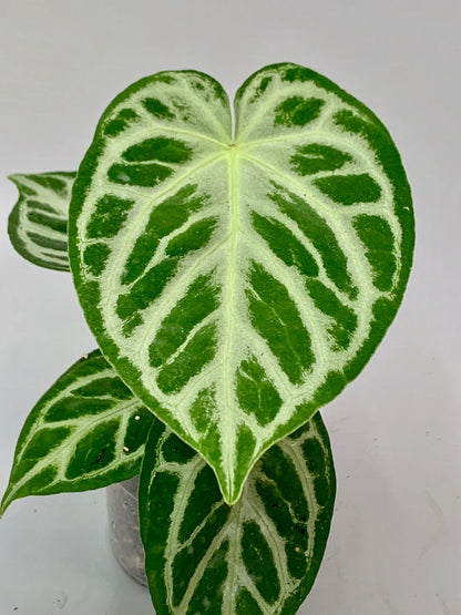 Crystallinum – Anthurium crystallinum | Indoor Plants | Plant Centre