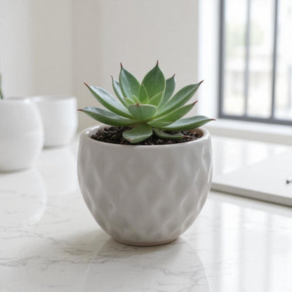 Succulents in Ceramic Pot