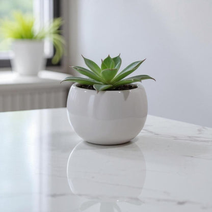 Succulents in Ceramic Pot