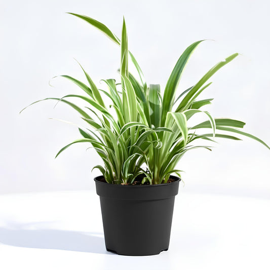 Spider Plant (Chlorophytum Comosum) | Low Maintenance Indoor Plant for Home & Office