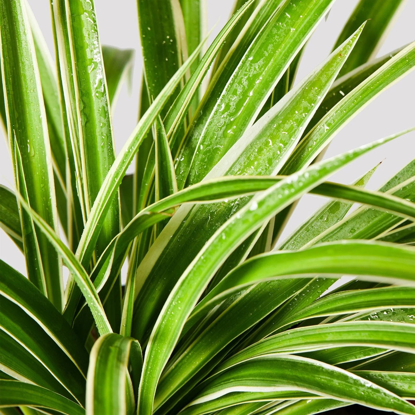 Spider Plant – Chlorophytum comosum | Home Decor Indoor Plant | Beautiful Arching Foliage
