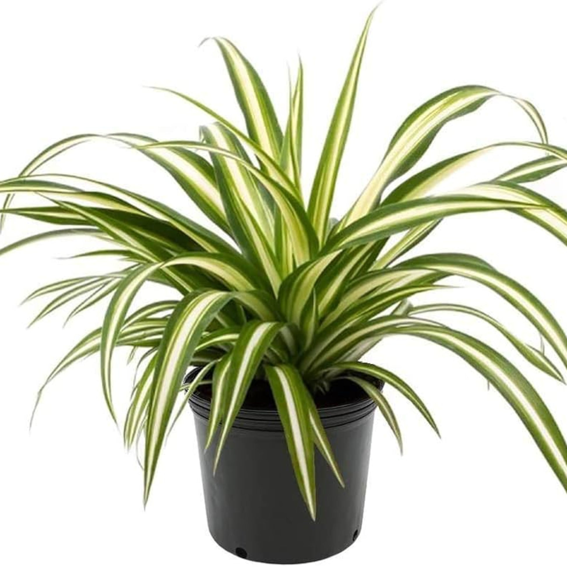 Spider Plant – Chlorophytum comosum | Indoor Plants | Arching Green and White Leaves in Pot