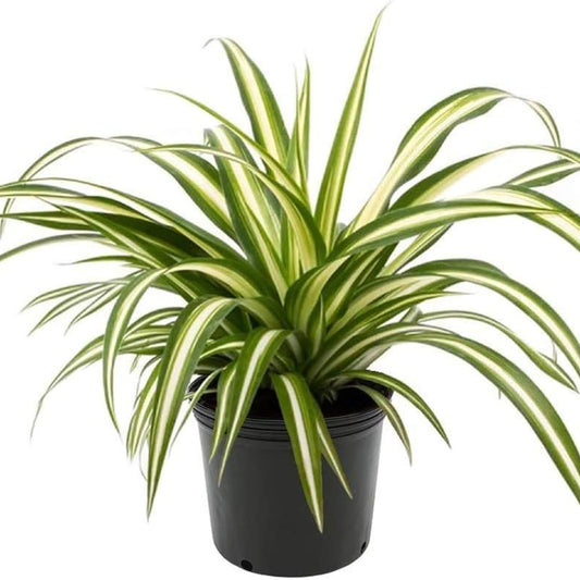 Spider Plant – Chlorophytum comosum | Indoor Plants | Arching Green and White Leaves in Pot