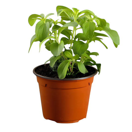 Stevia Plant (Sugar Tulasi) | Natural Sweetener Herb with Green Leaves

