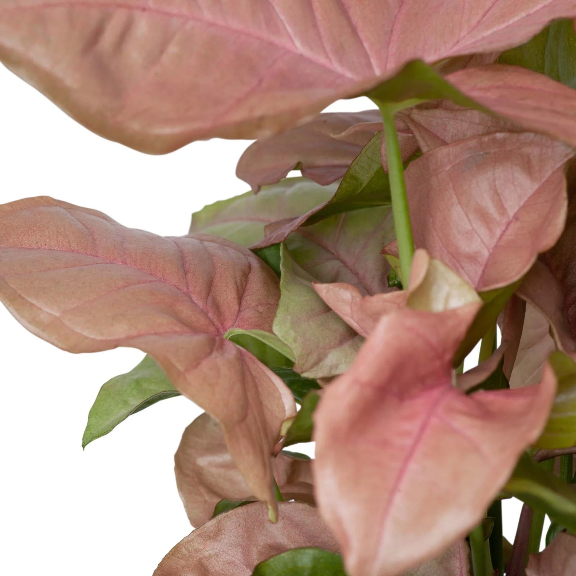 Syngonium Pink – Syngonium podophyllum 'Pink' | Home Decor Indoor Plant | Elegant Pink Foliage
