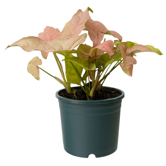 Syngonium Pink – Syngonium podophyllum 'Pink' | Indoor Plants | Vibrant Green and Pink Leaves in Pot