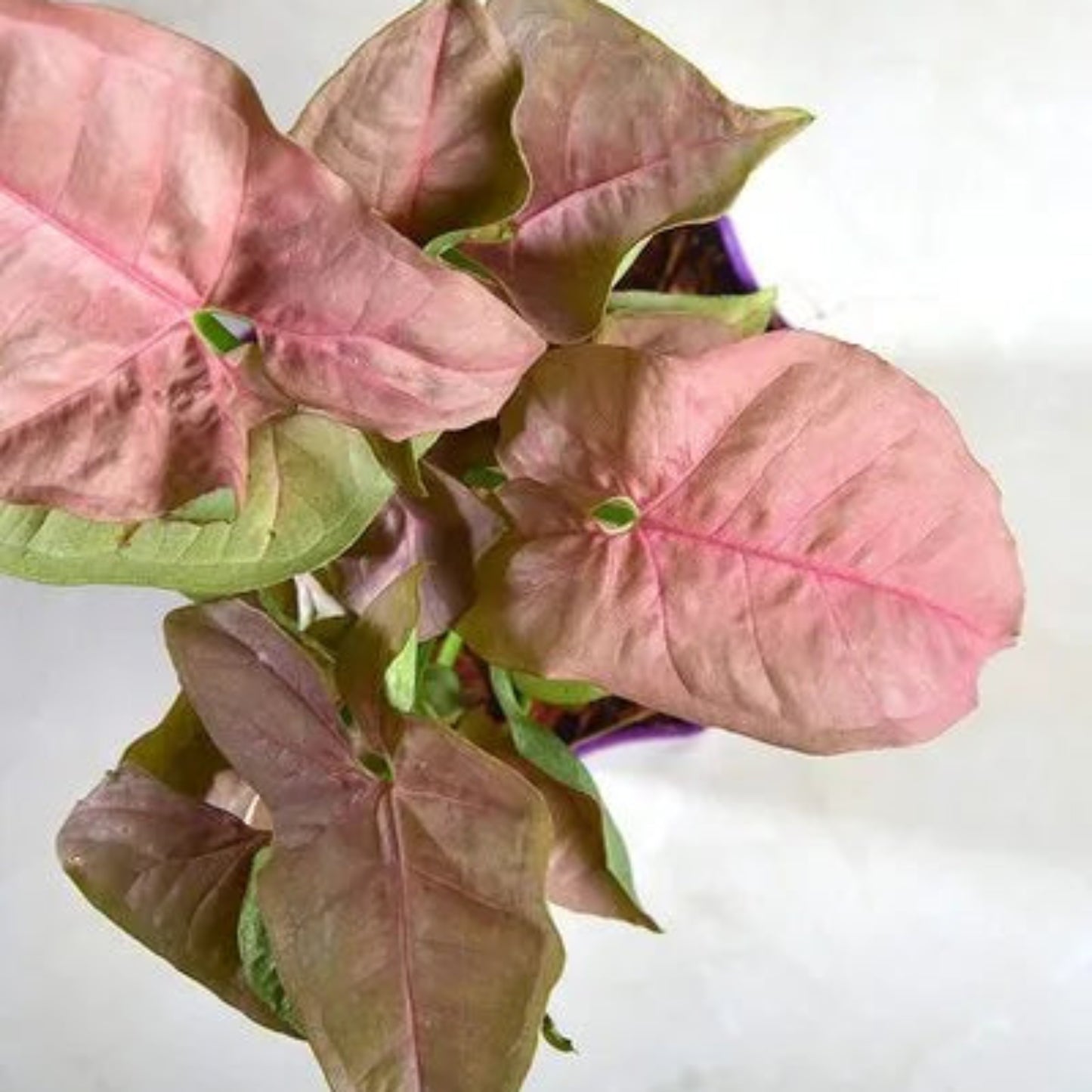 Syngonium Pink Growing| Low Maintenance, Decorative Indoor Plant