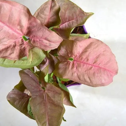 Syngonium Pink Growing| Low Maintenance, Decorative Indoor Plant