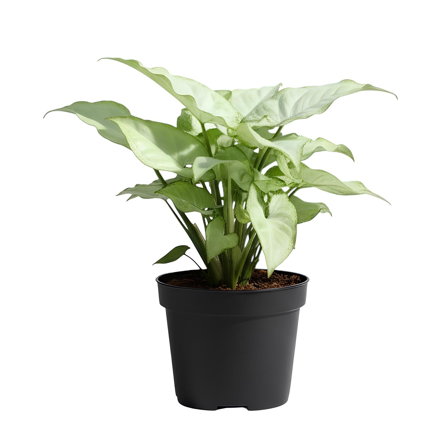 Syngonium White Butterfly (Syngonium podophyllum ‘White Butterfly’) | Low Maintenance Trailing Indoor Plant for Home & Office