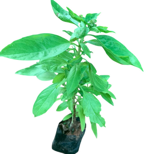 Thiruneetru Pachilai Plant | Ayurvedic Herb with Green Leaves
