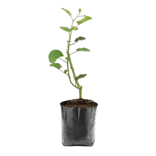 Thoothuvalai Plant | Medicinal Herb with Purple Flowers and Green Leaves