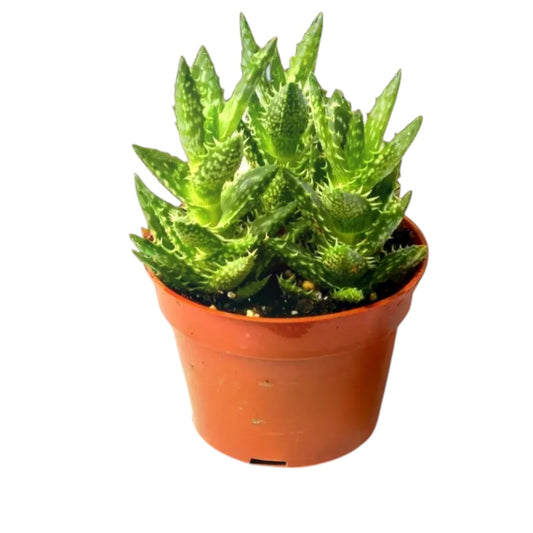 Aloe Juvenna | Unique Spiky Succulent