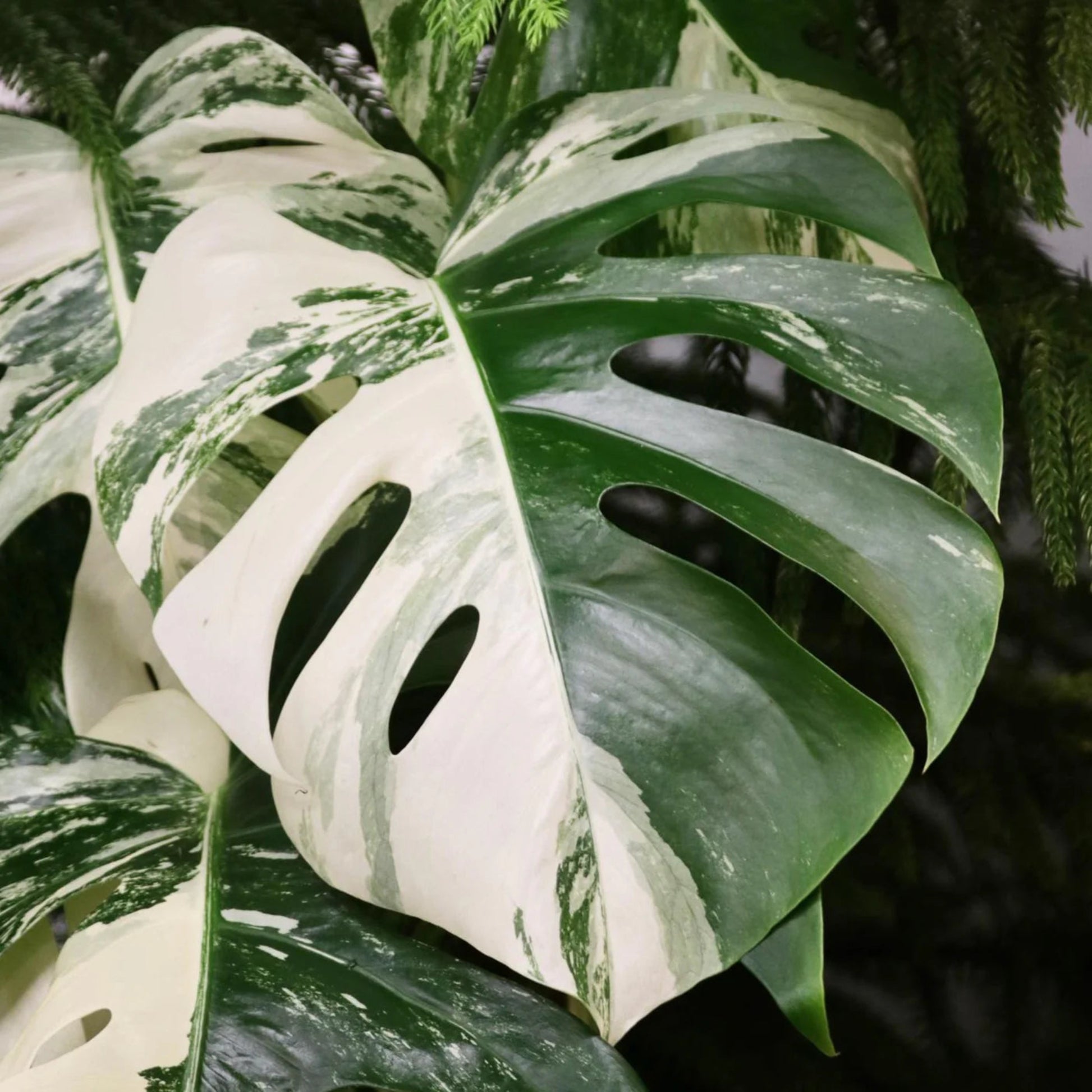 Variegated Monstera – Monstera variegata | Home Decor Indoor Plant | Decorative Greenery