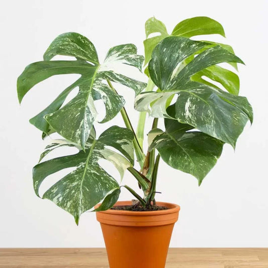 Variegated Monstera – Monstera variegata | Indoor Plants | Unique Houseplant in Pot
