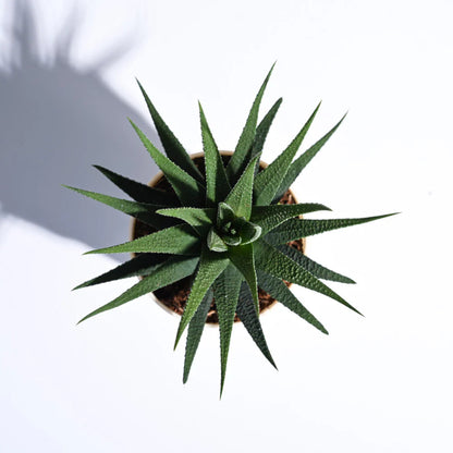 Zebra Cactus – Haworthiopsis attenuata | Home Garden Succulent | Unique Decorative Plant