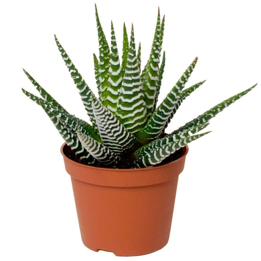 Zebra Cactus Succulent Growing in a Pot | Low Maintenance Decorative Plant
